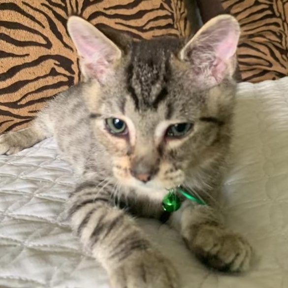 Jose, a ADOPTABLE Tabby in Pasco, WA image 3/6