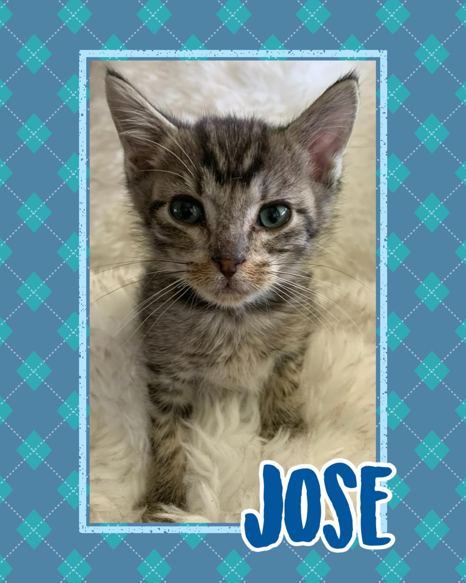 Jose, ADOPTABLE, Kitten Male Tabby.