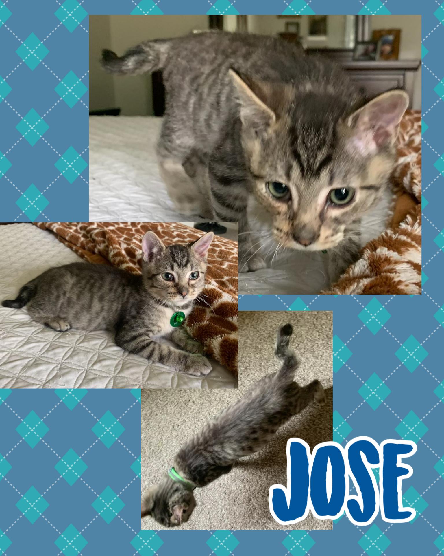 Jose, a ADOPTABLE Tabby in Pasco, WA image 1/6