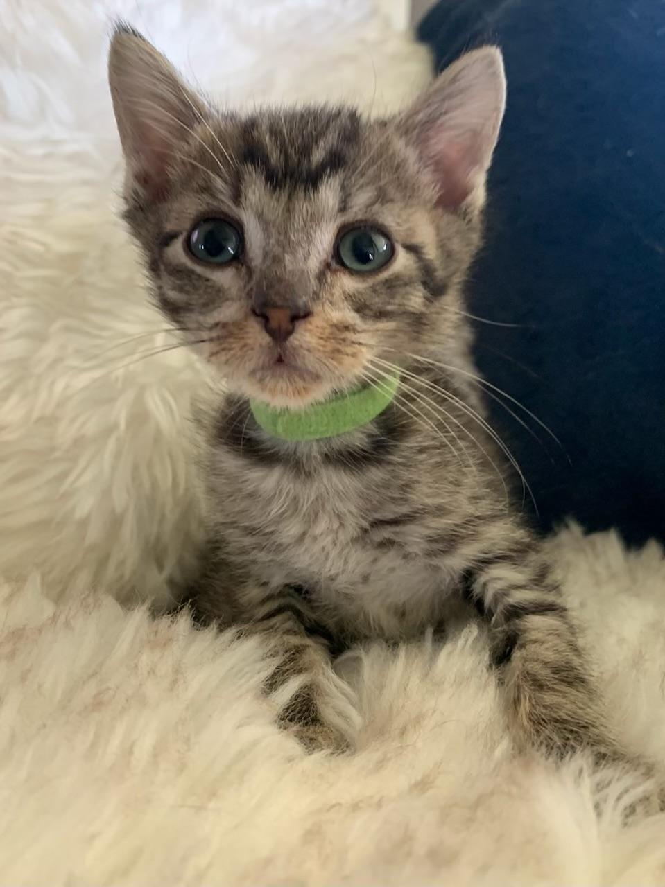 Enlarge Jose, a ADOPTABLE Tabby in Pasco, WA image 3/5