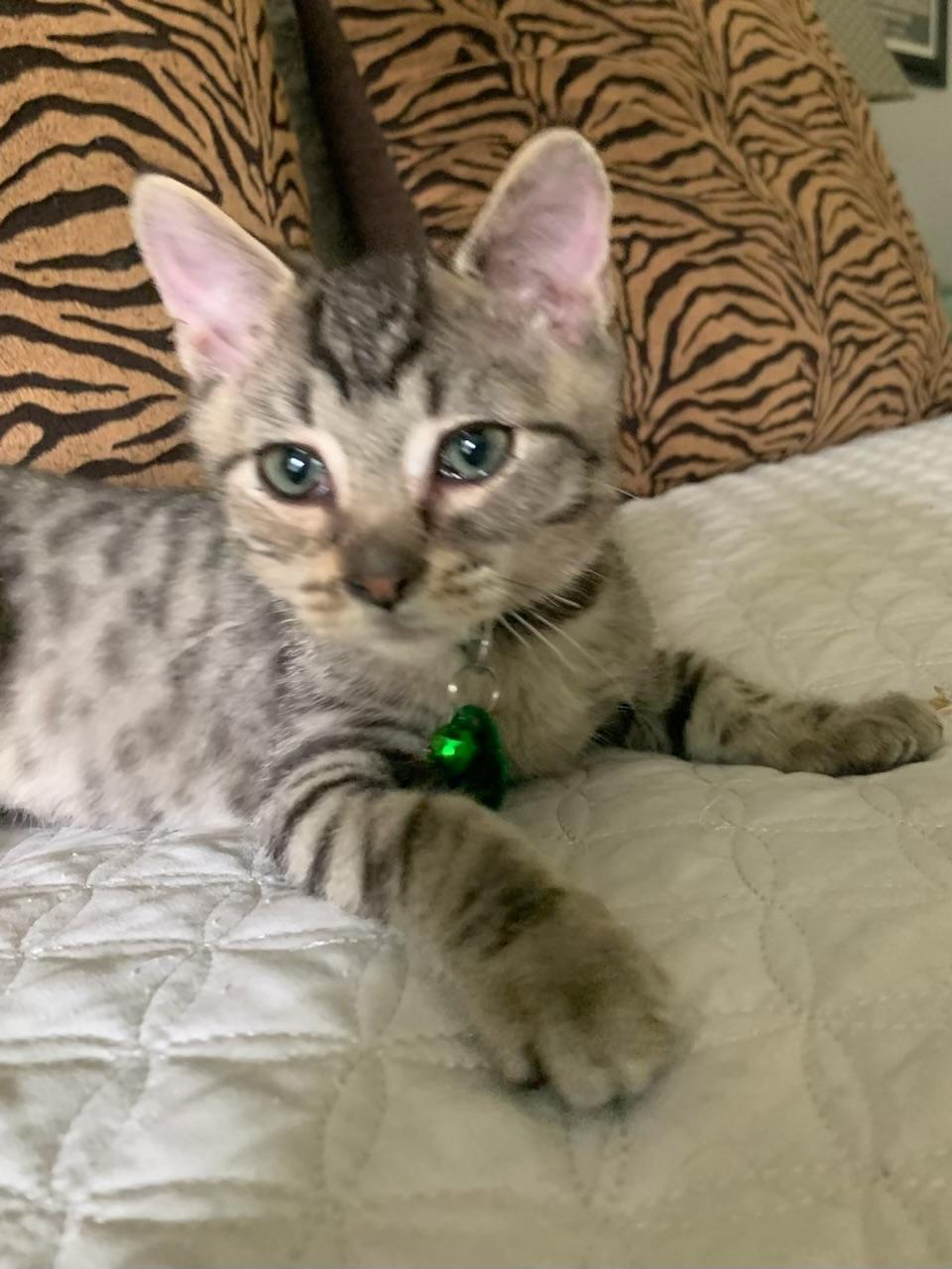 Jose, a ADOPTABLE Tabby in Pasco, WA image 6/6