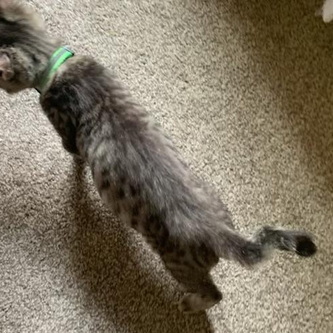 Jose, a ADOPTABLE Tabby in Pasco, WA image 2/6