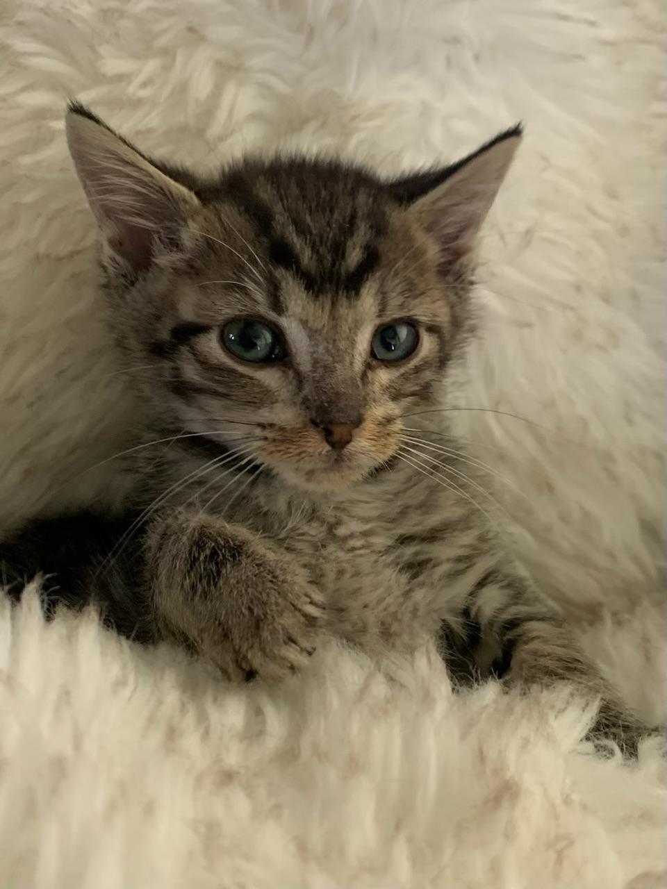 Enlarge Jose, a ADOPTABLE Tabby in Pasco, WA image 2/5