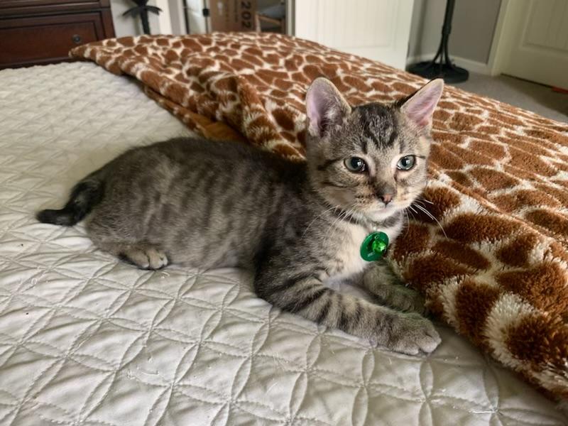 Jose, a ADOPTABLE Tabby in Pasco, WA image 5/6