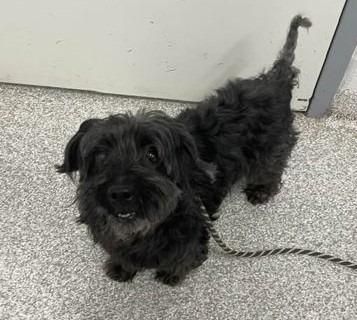 Midnight, an adoptable mixed breed in Severn, MD image 3/4