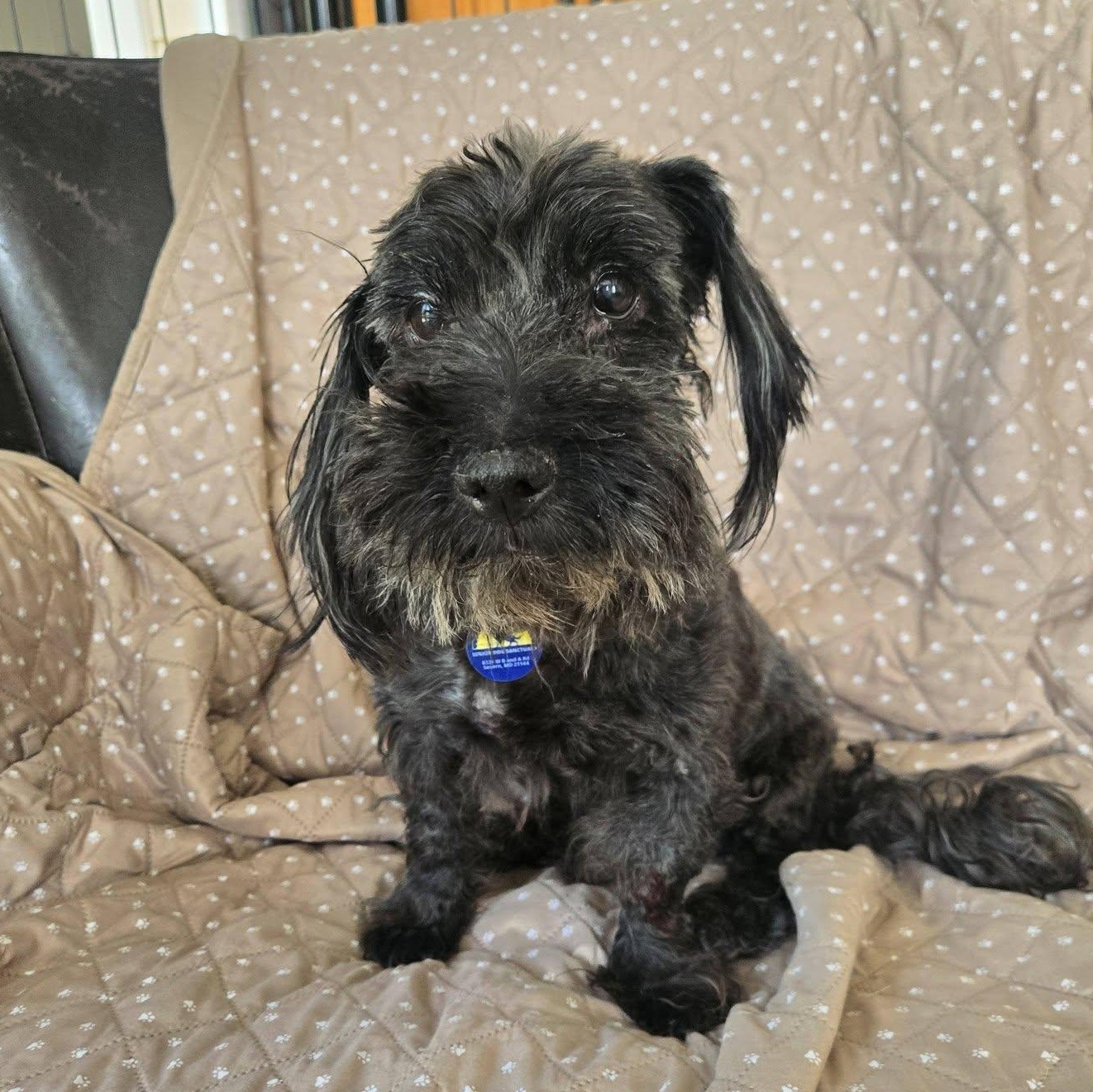 Midnight, adoptable, Adult Male Terrier.