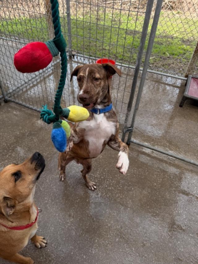 Uno, Adoptable, Young Male Labrador Retriever & Pit Bull Terrier.