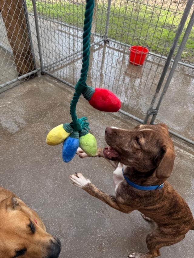 Enlarge Uno, a Adoptable mixed breed in Albion, NY image 5/6