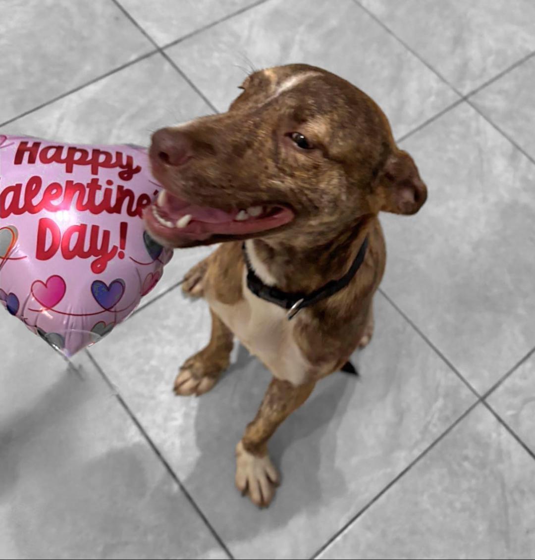 Enlarge Uno, a Adoptable mixed breed in Albion, NY image 2/6