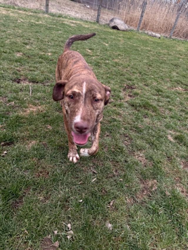 Enlarge Uno, a Adoptable mixed breed in Albion, NY image 6/6