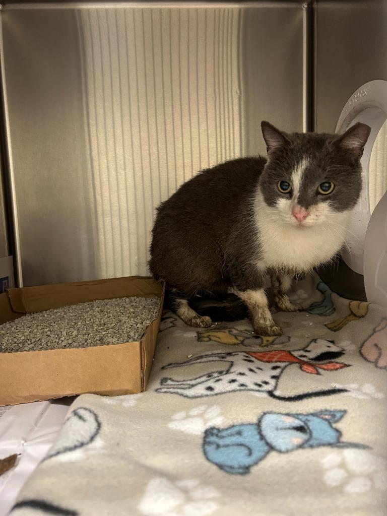 2024-12-094, Adopted, Adult Male Domestic Short Hair.