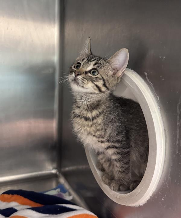 Enlarge Strawberry Frosted, a Adoptable mixed breed in Santa Rosa, CA image 1/1