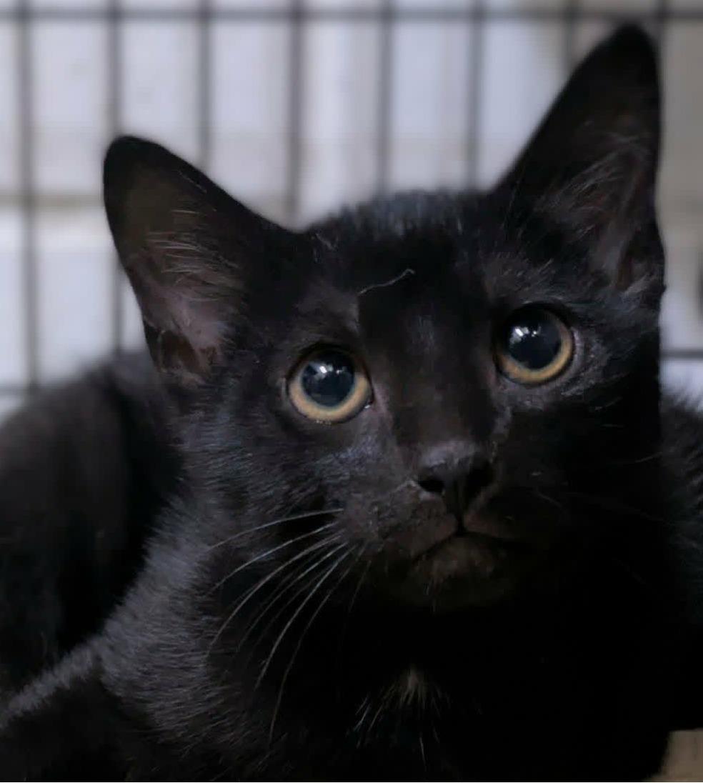 Palmer, ADOPTABLE, Kitten Male Domestic Short Hair.