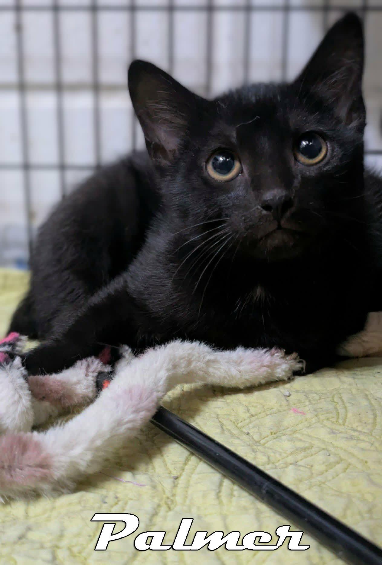 Palmer, a ADOPTABLE mixed breed in Ozark, AL image 3/3