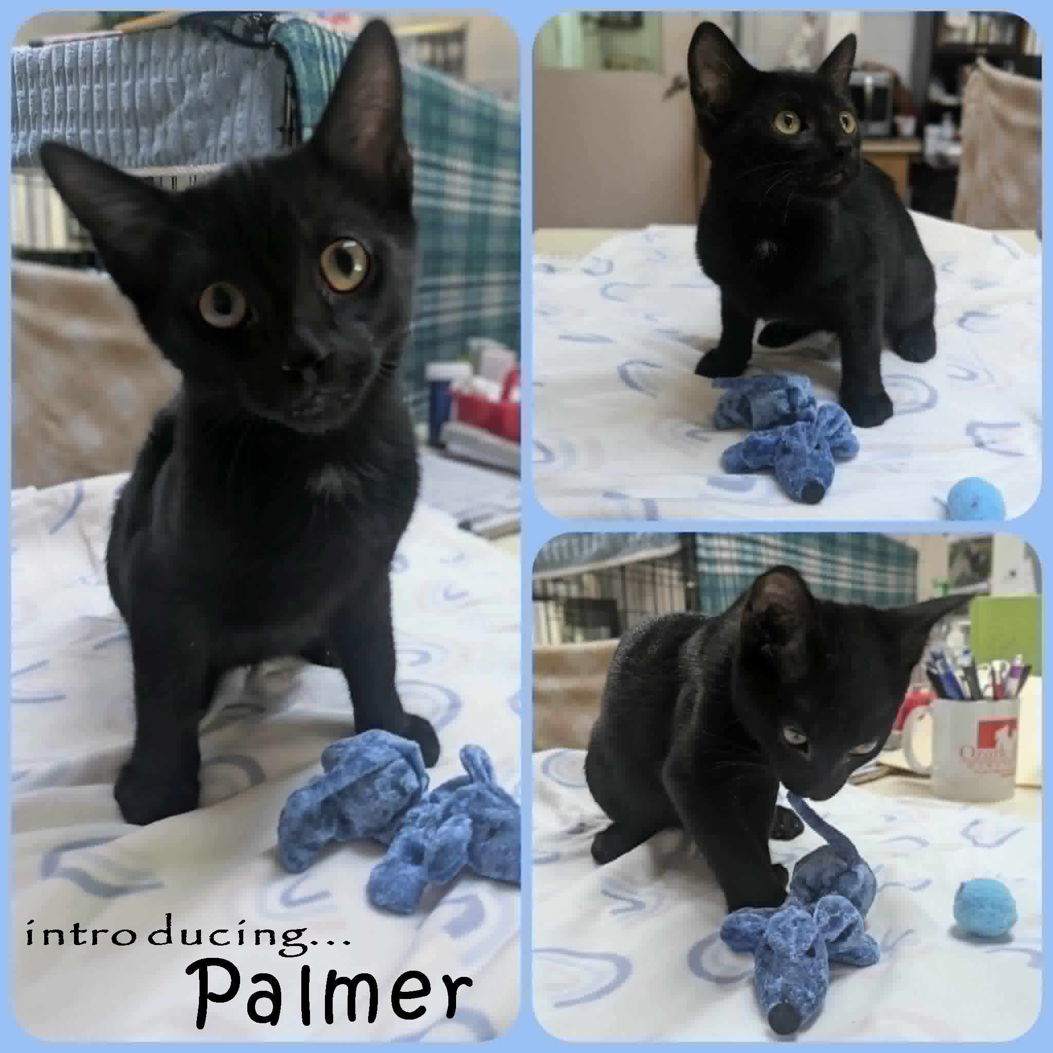 Palmer, a ADOPTABLE mixed breed in Ozark, AL image 2/3