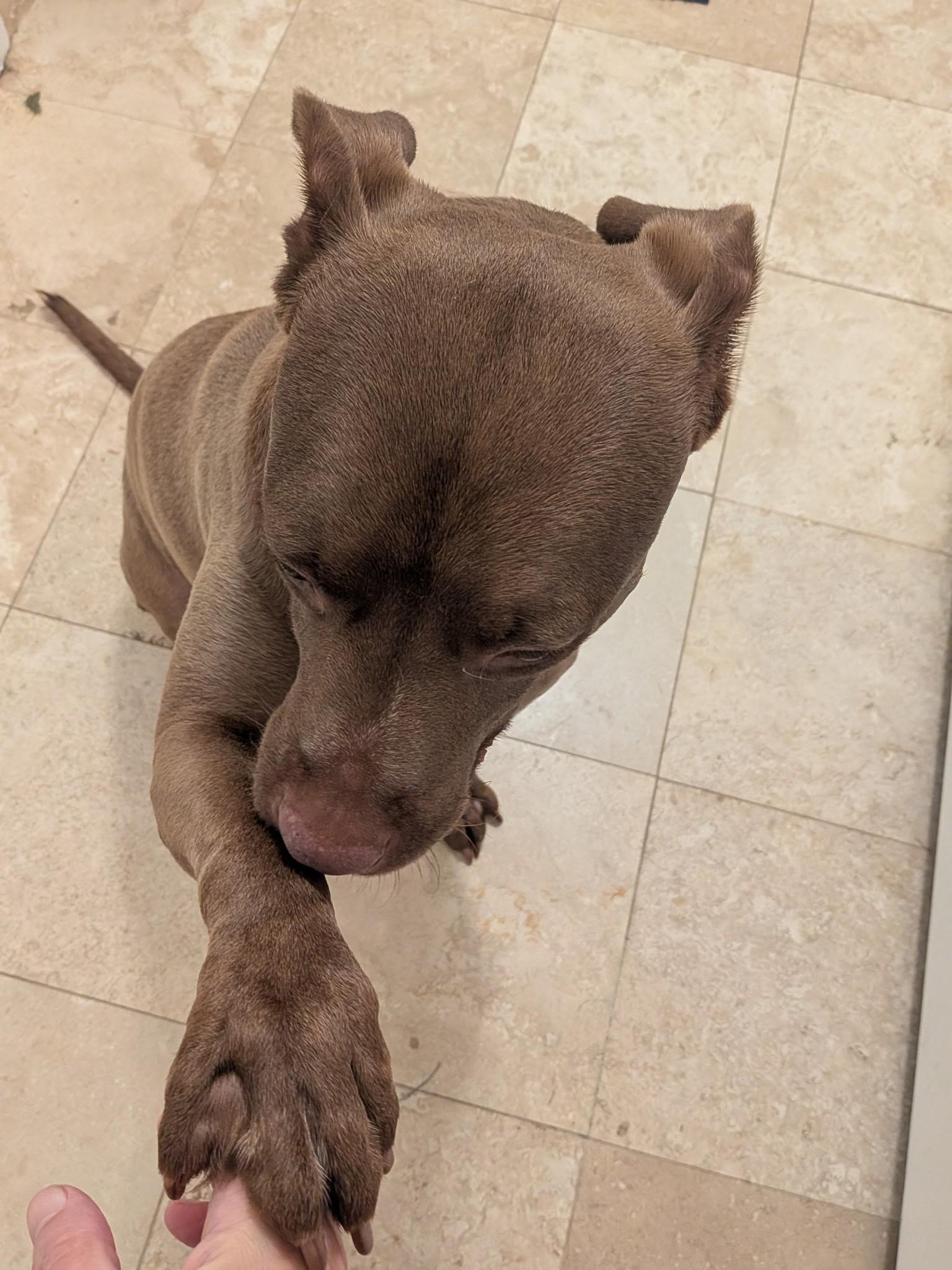 Russet, Beautiful Rednose Pittie boy, Sweet, dog-friendly, see videos, a ADOPTABLE mixed breed in Danbury, CT image 6/6