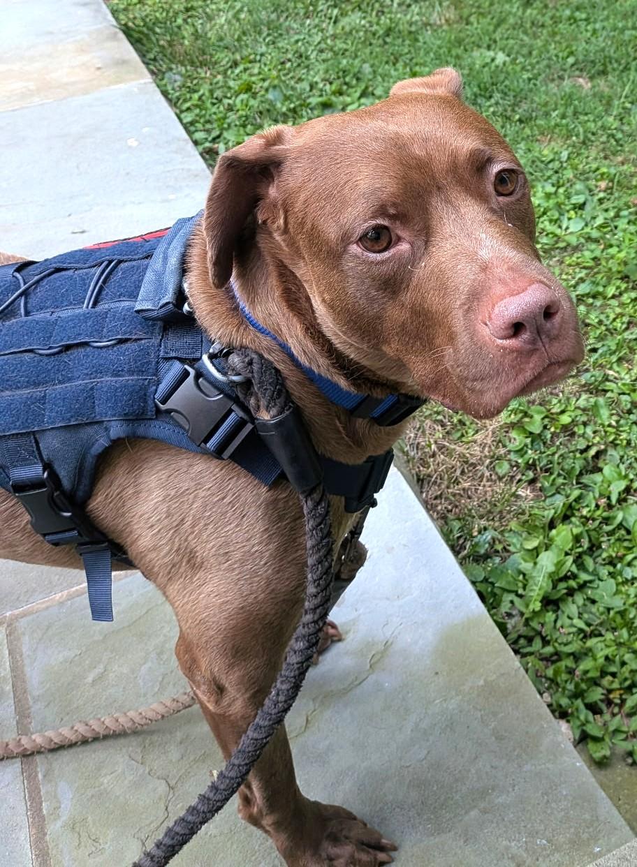 Enlarge Russet, Beautiful Rednose His Foster Daddy says he's the easiest boy ever, a ADOPTABLE mixed breed in Danbury, CT image 1/6
