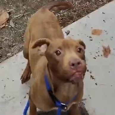 Russet  Beautiful Rednose thumbnail 2