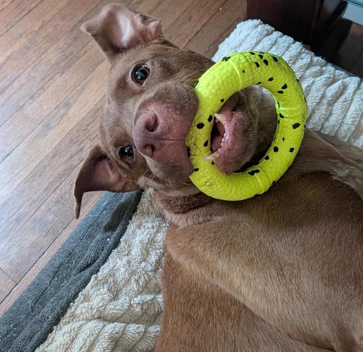 Russet, Beautiful Rednose Pittie boy, Sweet, dog-friendly, see videos, a ADOPTABLE mixed breed in Danbury, CT image 5/6