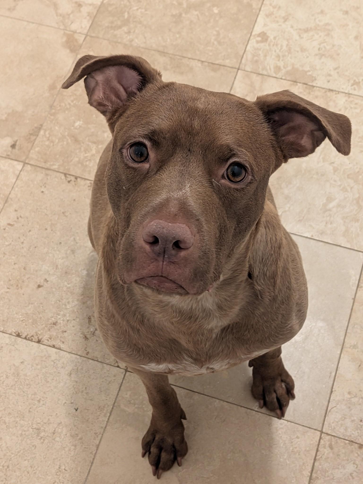 Russet, Beautiful Rednose Pittie boy, Sweet, dog-friendly, see videos, ADOPTABLE, Young Male Pit Bull Terrier & American Bulldog.