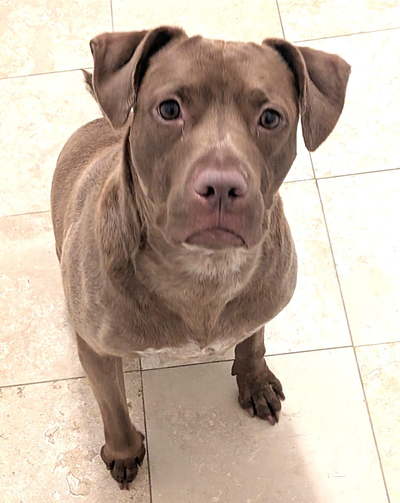 Russet, Beautiful Rednose Pittie boy, Sweet, dog-friendly, see videos, a ADOPTABLE mixed breed in Danbury, CT image 2/6