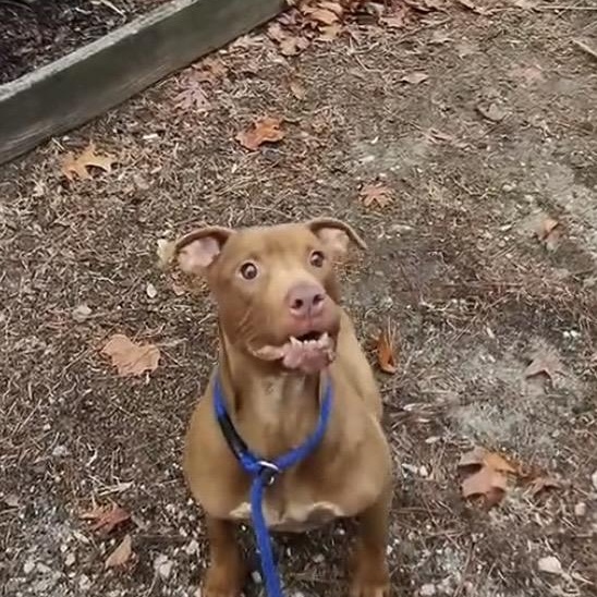 Enlarge Russet, Beautiful Rednose Pittie boy, Sweet, dog-friendly, see videos!, a ADOPTABLE mixed breed in Virginia Beach, VA image 2/6