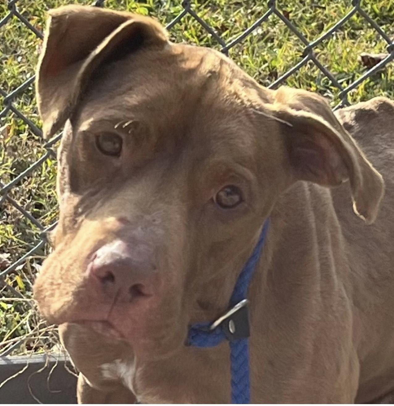 Enlarge Russet, Beautiful Rednose Pittie boy, Sweet, dog-friendly, see videos!, a ADOPTABLE mixed breed in Virginia Beach, VA image 3/6