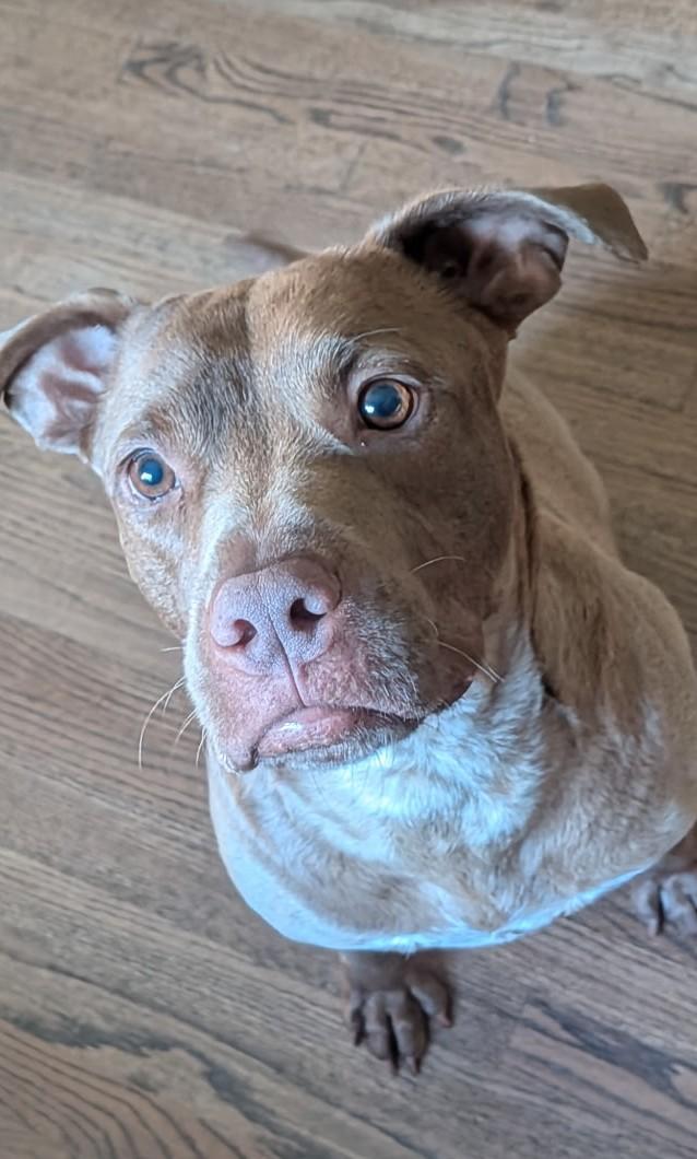 Russet, Beautiful Rednose Pittie boy, Sweet, dog-friendly, see videos, a ADOPTABLE mixed breed in Danbury, CT image 3/6