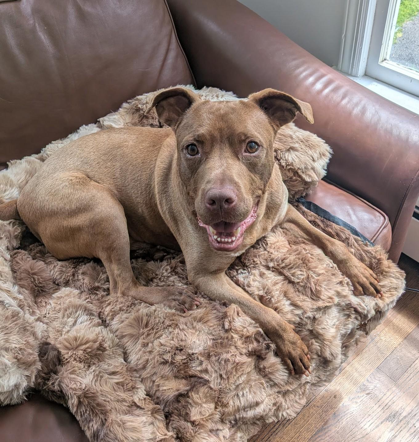 Enlarge Russet, Beautiful Rednose Pittie boy, Sweet, dog-friendly, see videos!, a ADOPTABLE mixed breed in Virginia Beach, VA image 1/1