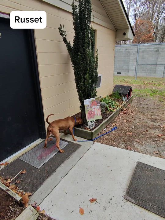 Enlarge Russet, Beautiful Rednose Pittie boy, Sweet, dog-friendly, see videos!, a ADOPTABLE mixed breed in Virginia Beach, VA video 4/6