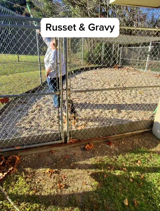 Enlarge Russet, Beautiful Rednose Pittie boy, Sweet, dog-friendly, see videos!, a ADOPTABLE mixed breed in Virginia Beach, VA video 5/6