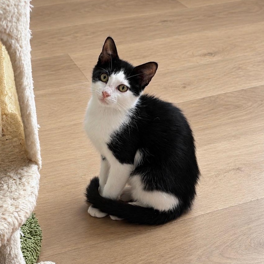 Scribble, Adoptable, Kitten Male Domestic Short Hair & Tuxedo.