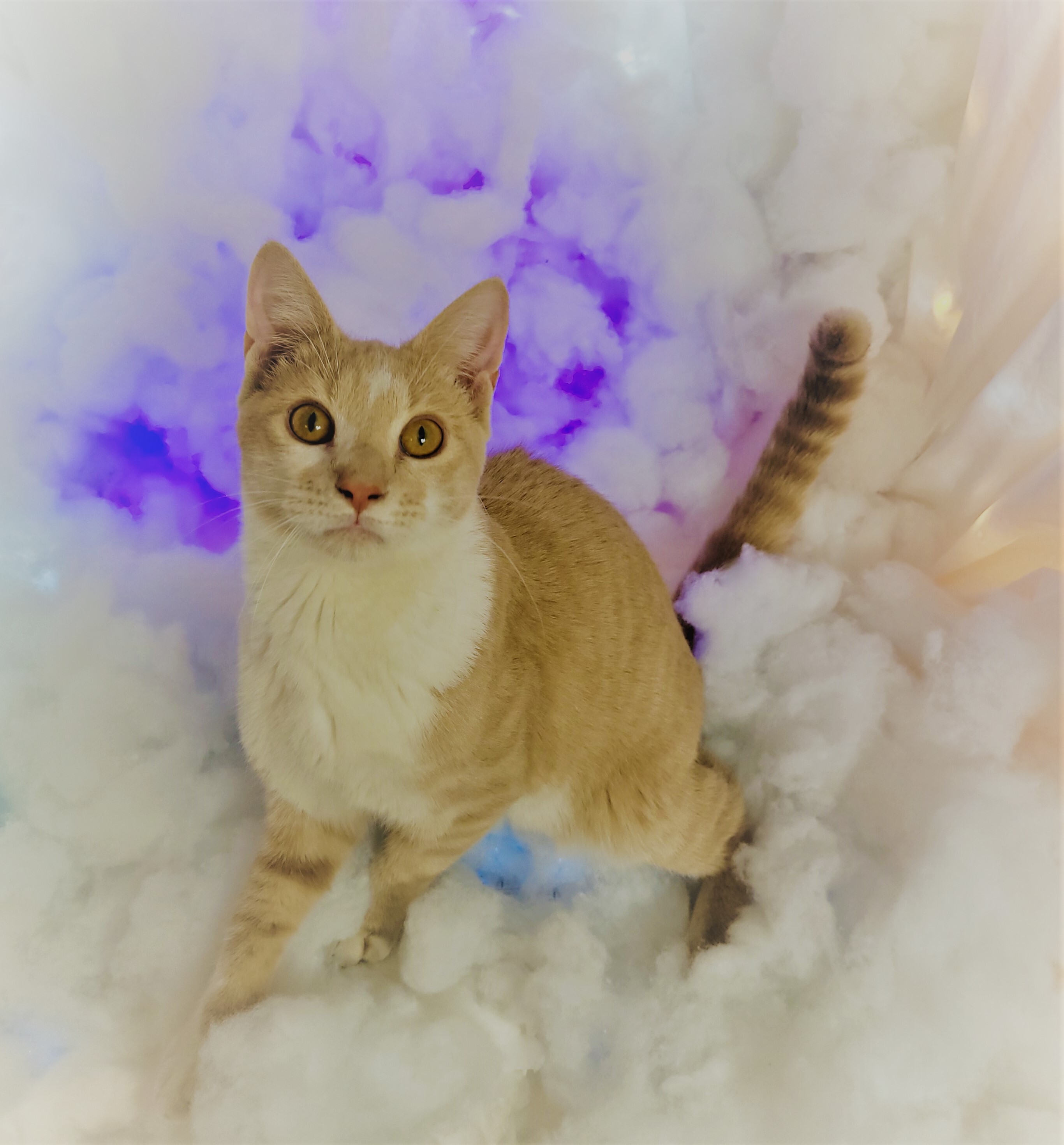 Enlarge Peabody, a Adoptable Domestic Short Hair in Vernon, TX image 1/4