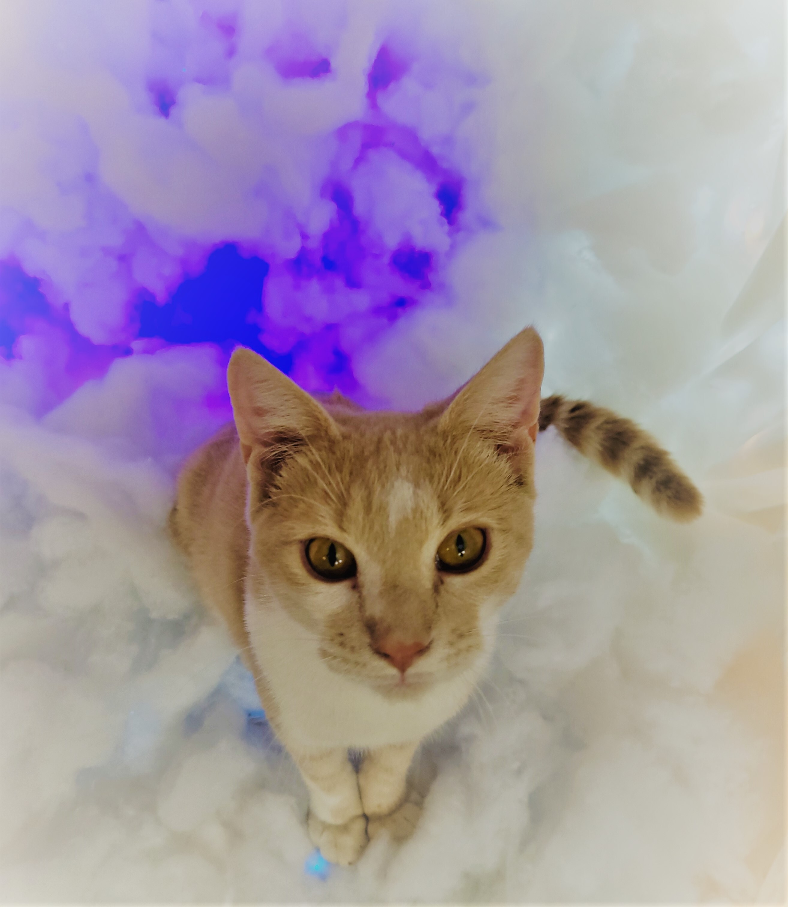 Enlarge Peabody, a Adoptable Domestic Short Hair in Vernon, TX image 2/4