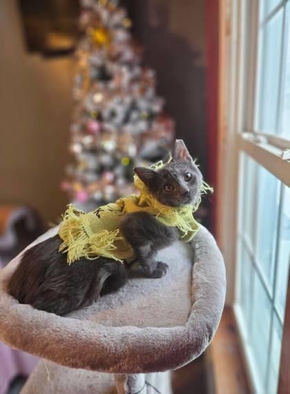 Enlarge Stormy, a Adoptable mixed breed in Berwick, PA image 1/1