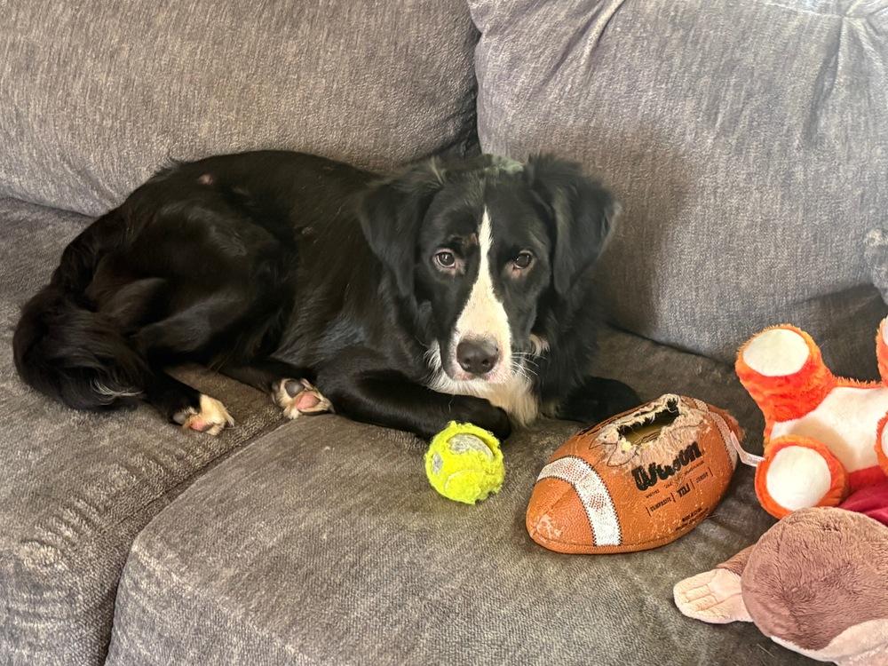 Marian, a Adoptable mixed breed in Amherst, NY image 2/5