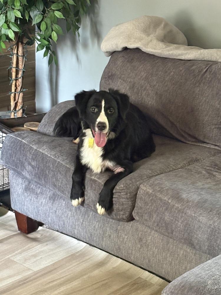Marian, a Adoptable mixed breed in Amherst, NY image 3/5