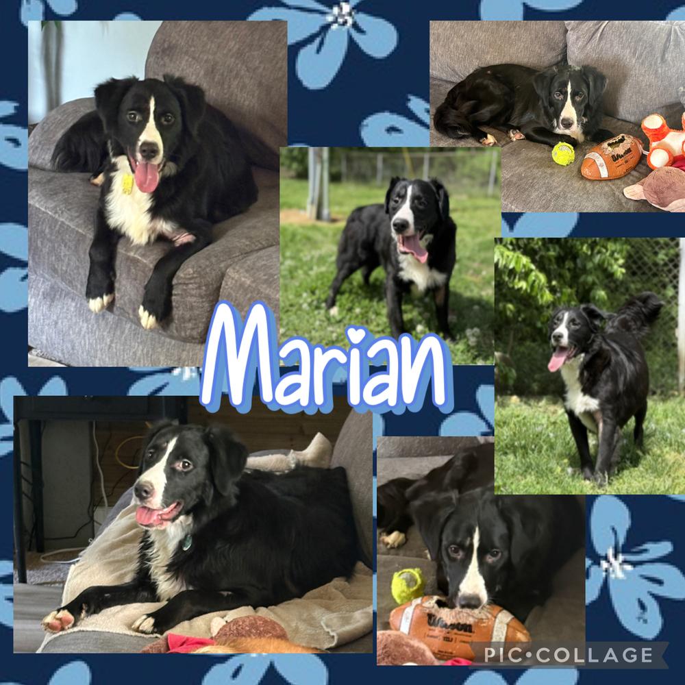Marian, a Adoptable mixed breed in Amherst, NY image 4/5