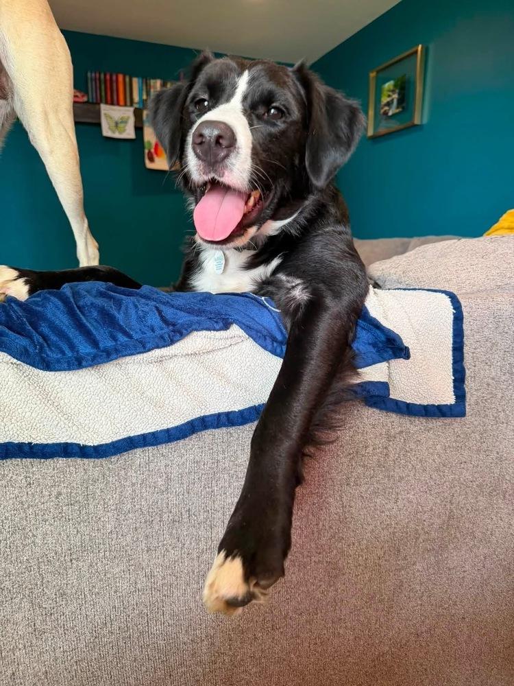 Marian, a Adoptable mixed breed in Amherst, NY image 4/6