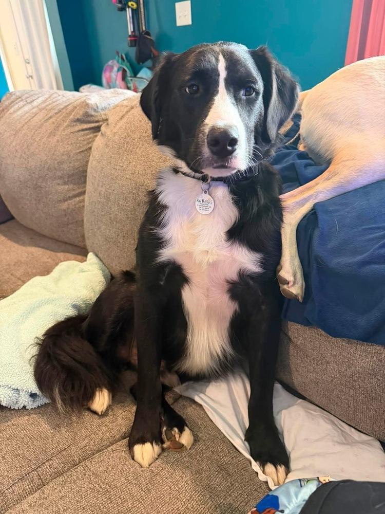 Marian, a Adoptable mixed breed in Amherst, NY image 6/6