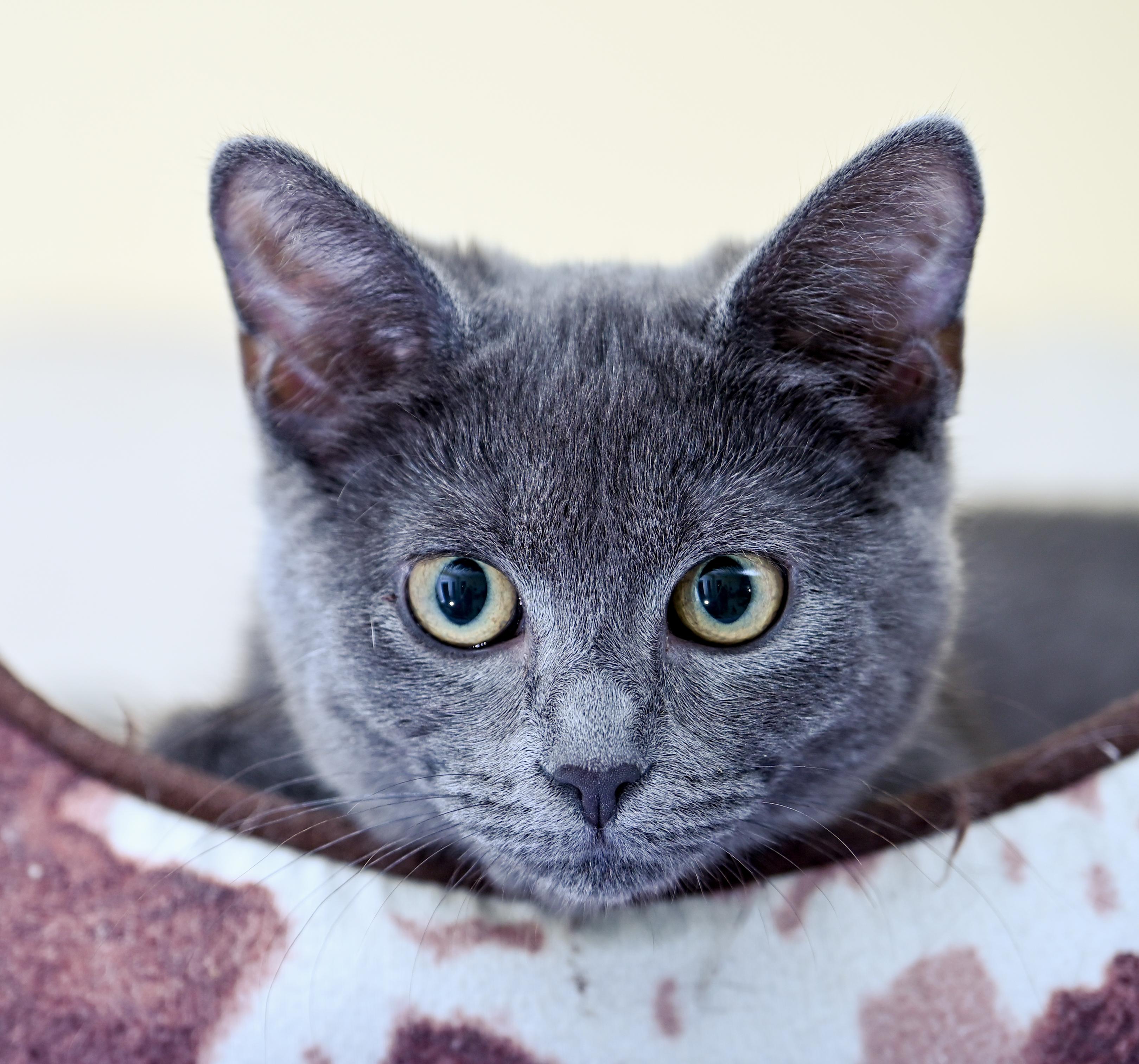 Enlarge Marmee, a ADOPTABLE mixed breed in Chattanooga, TN image 4/6