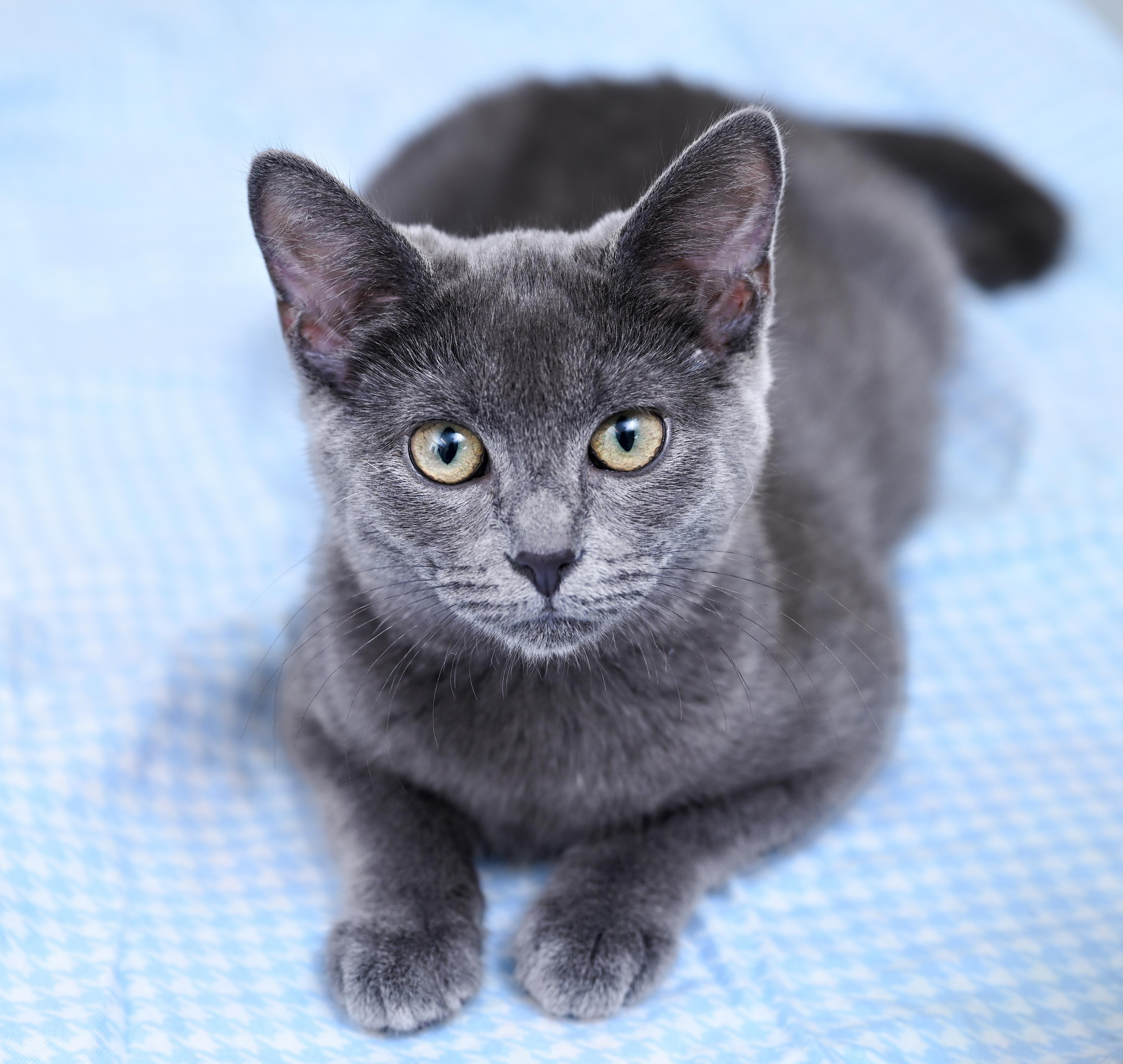 Enlarge Marmee, a ADOPTABLE mixed breed in Chattanooga, TN image 3/6