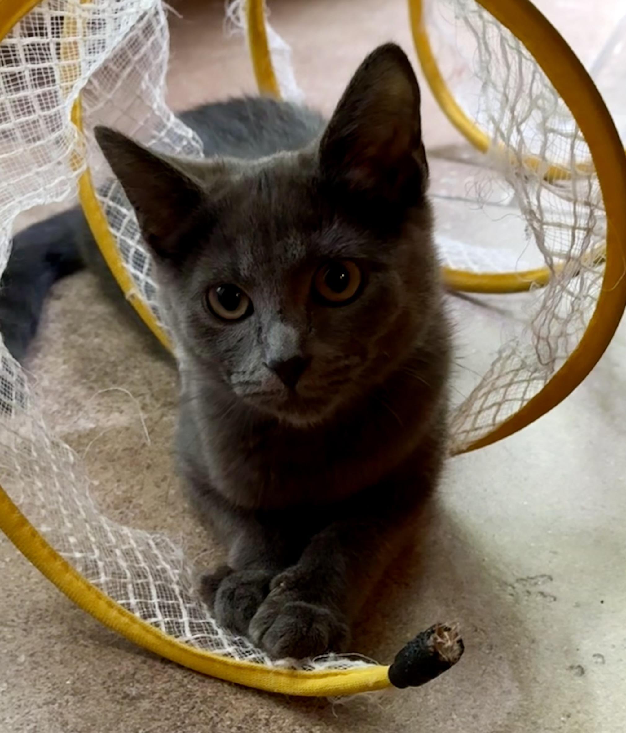 Enlarge Marmee, a ADOPTABLE mixed breed in Chattanooga, TN image 5/6