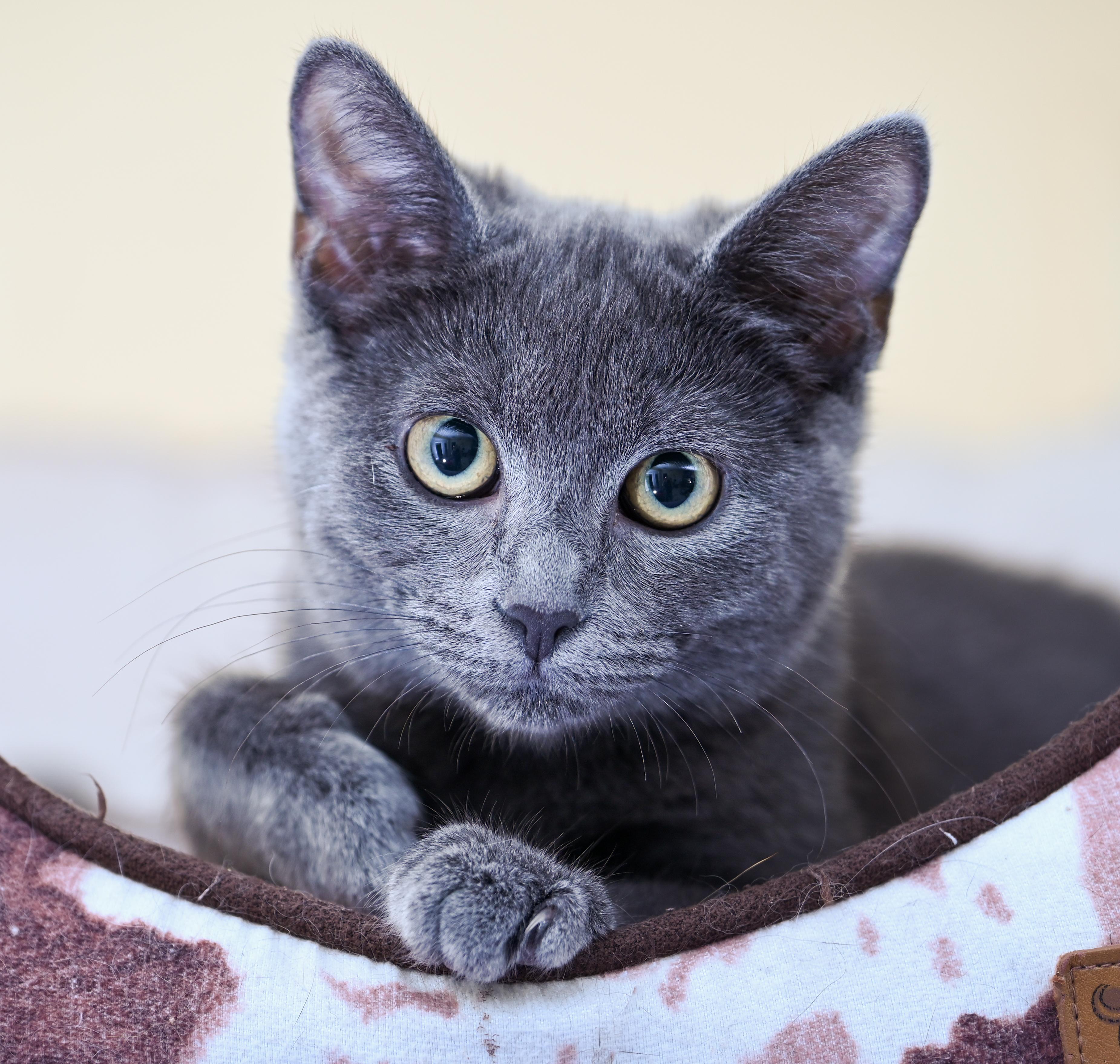 Enlarge Marmee, a ADOPTABLE mixed breed in Chattanooga, TN image 2/6