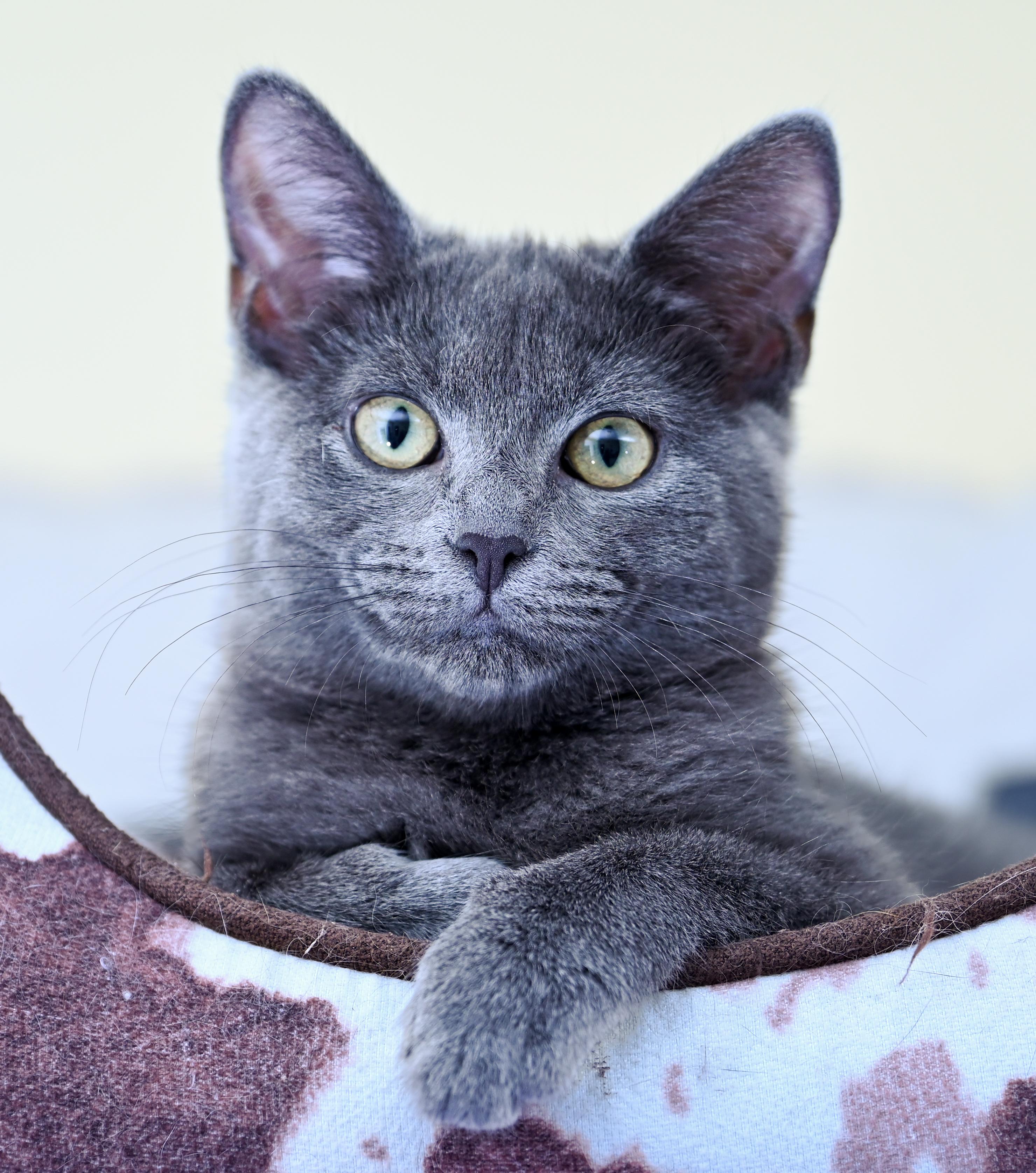 Enlarge Marmee, a ADOPTABLE mixed breed in Chattanooga, TN image 1/6