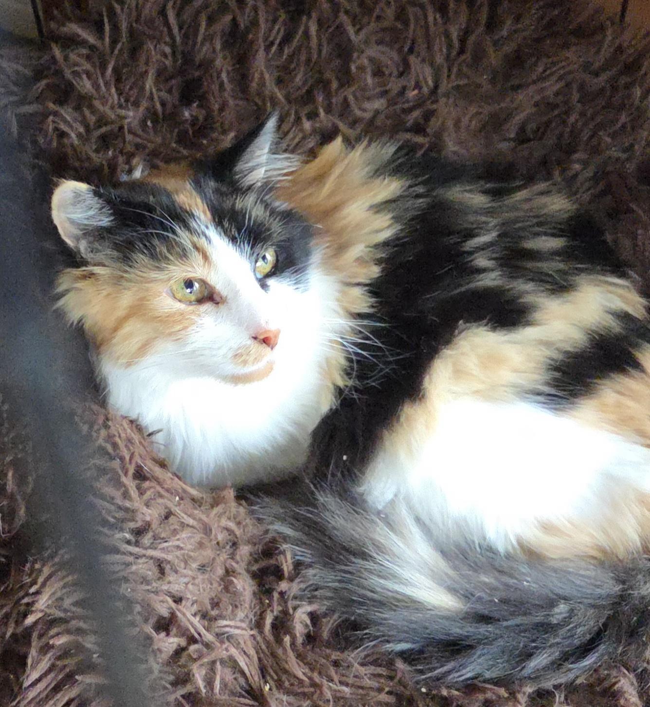 Enlarge CALCUTTA, a Adoptable mixed breed in Harrison, MI image 1/3