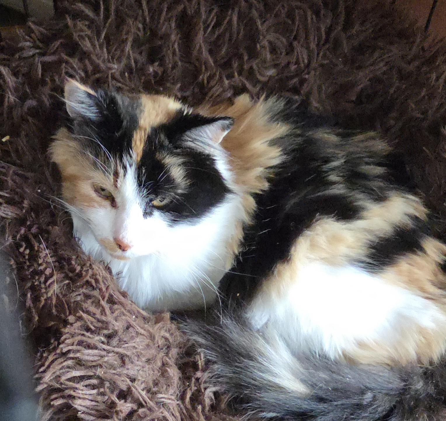 Enlarge CALCUTTA, a Adoptable mixed breed in Harrison, MI image 3/3