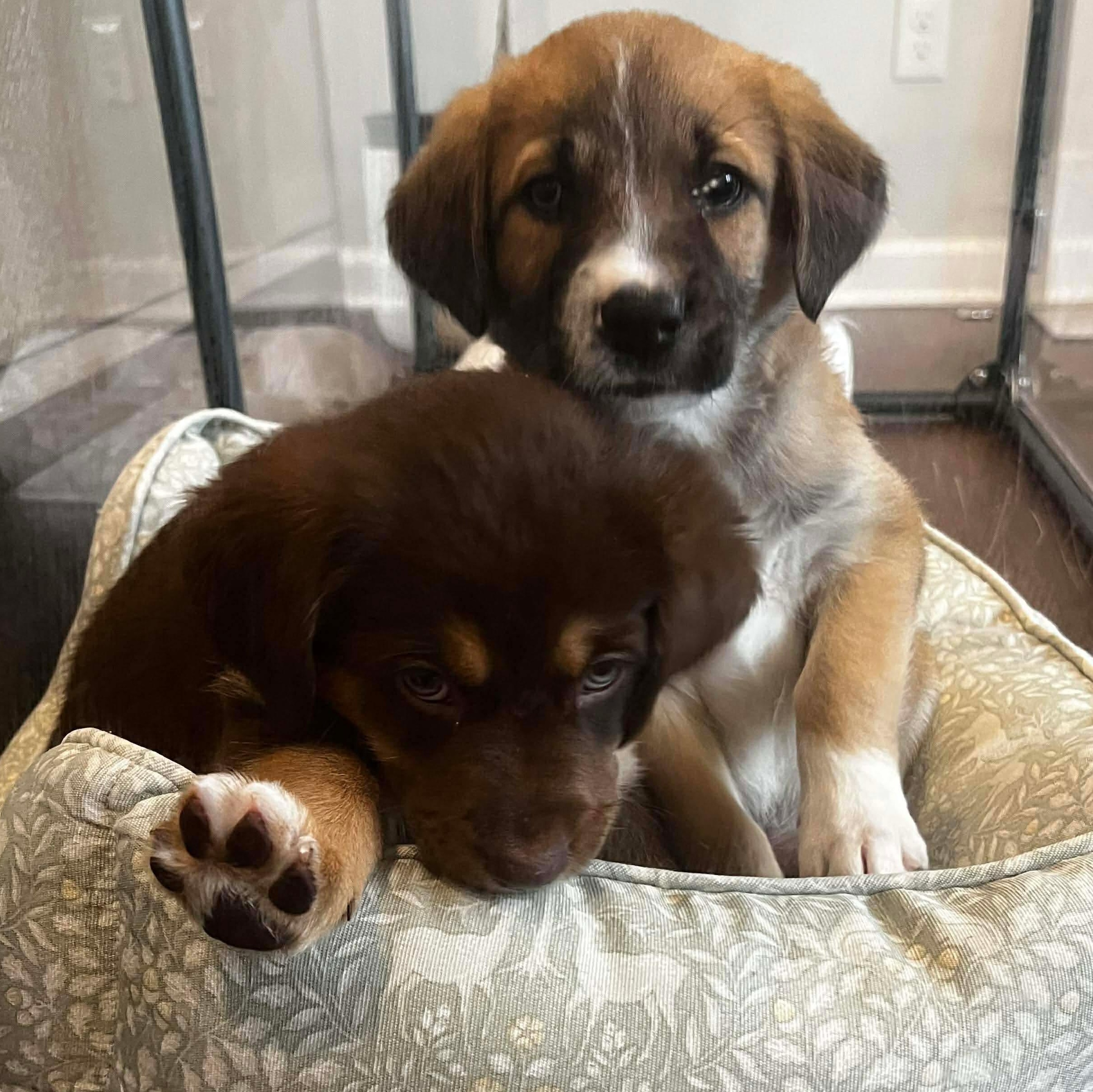 Enlarge Hermey, a ADOPTABLE mixed breed in Rochester, NY image 4/6