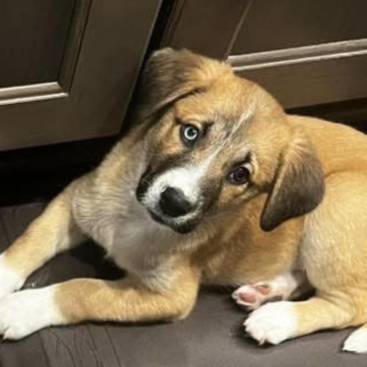 Hermey, ADOPTABLE, Puppy Male Australian Shepherd.