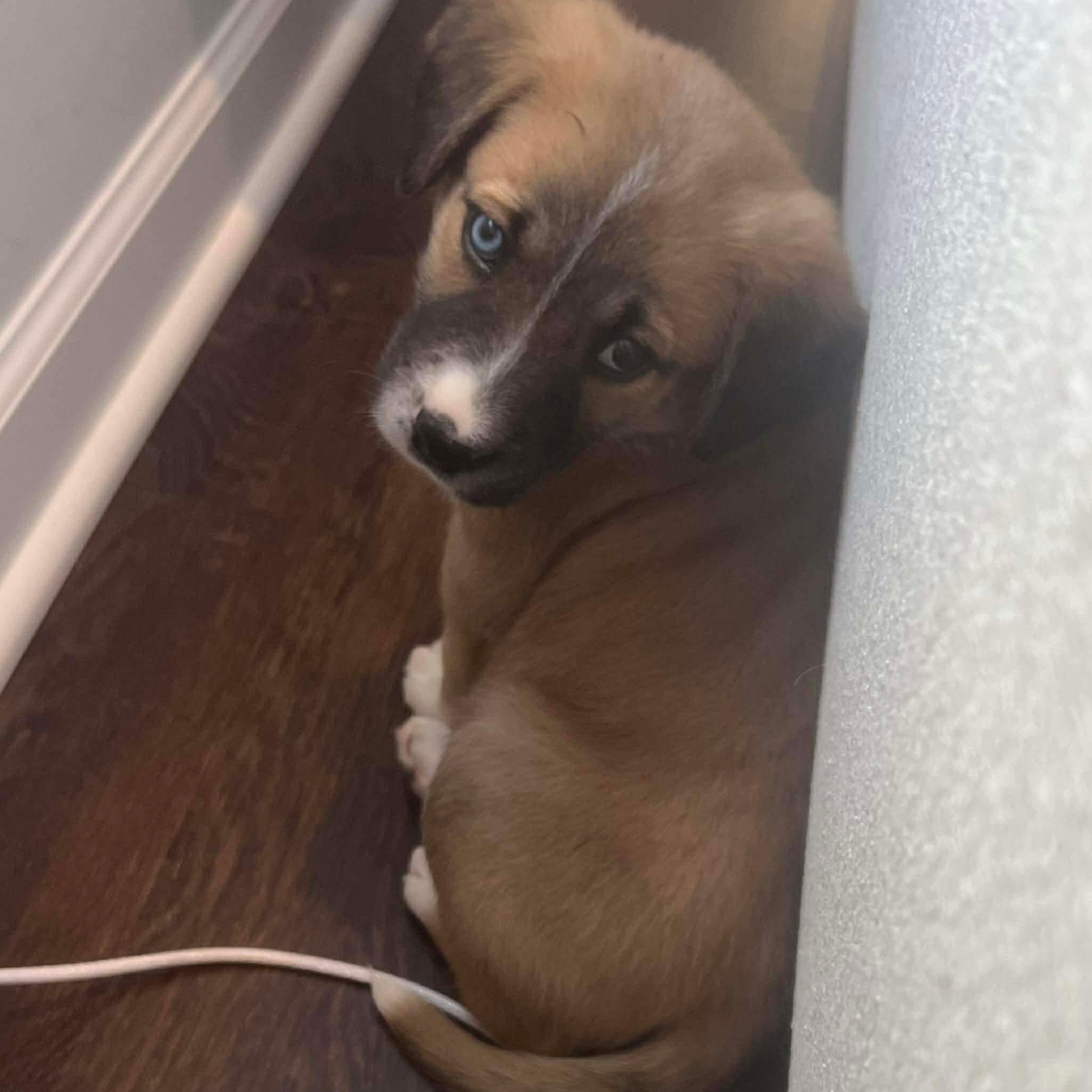 Enlarge Hermey, a ADOPTABLE mixed breed in Rochester, NY image 6/6